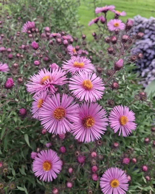 Aster 'Mrs S. T. Wright'