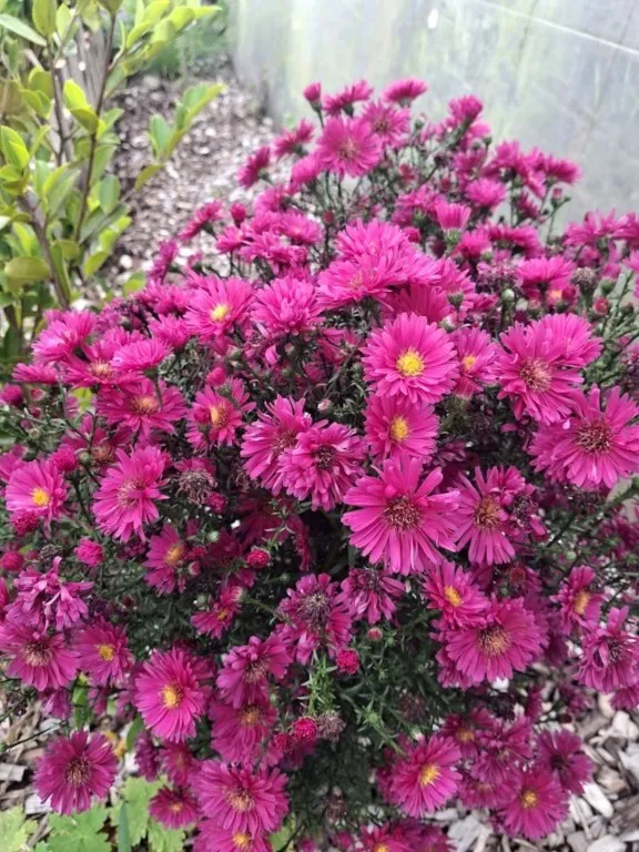 Aster novi-belgii 'Royal Rubis'