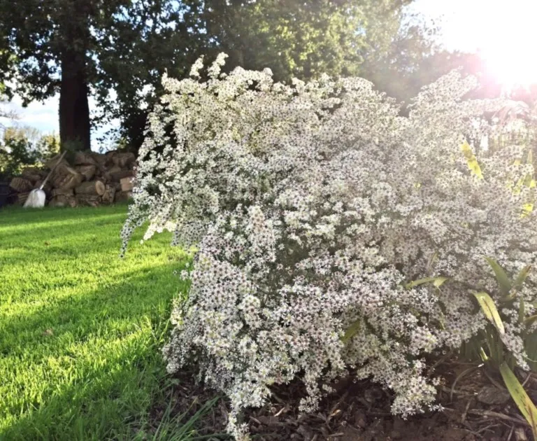 Aster ericoides 'Schneegitter'