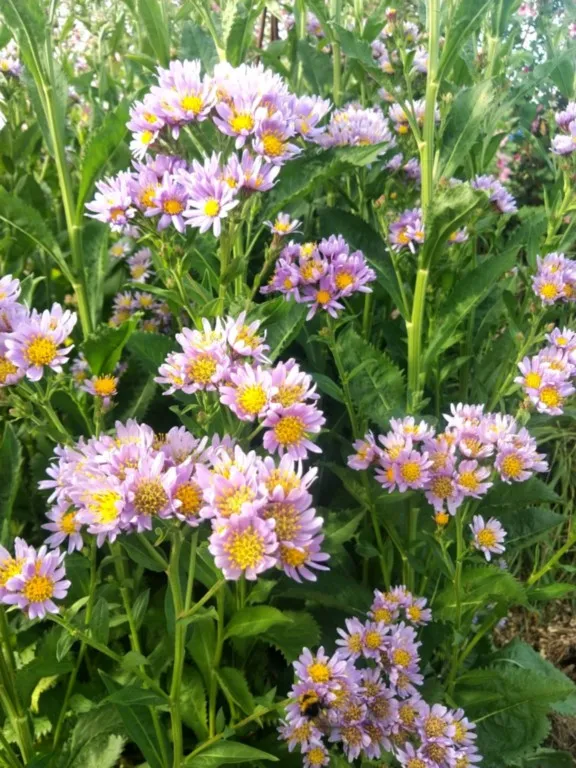 Aster tataricus 'Jindai'