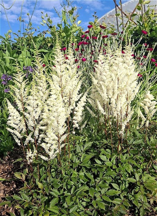 Astilbe japonica  'Happy Spirit'