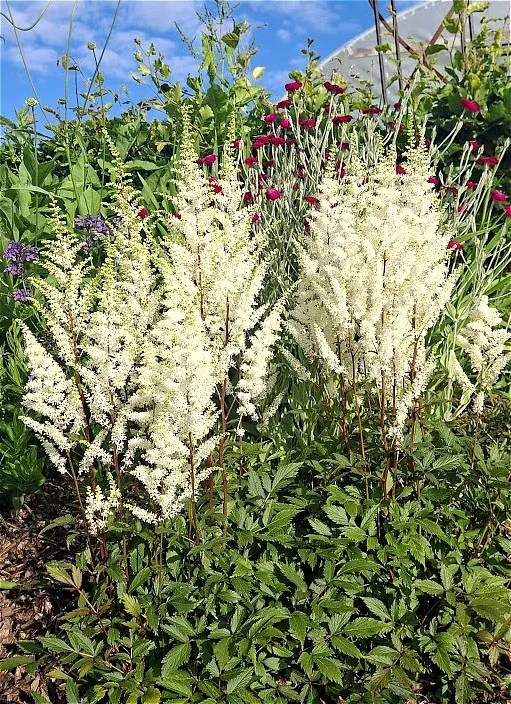 Astilbe japonica  'Happy Spirit'