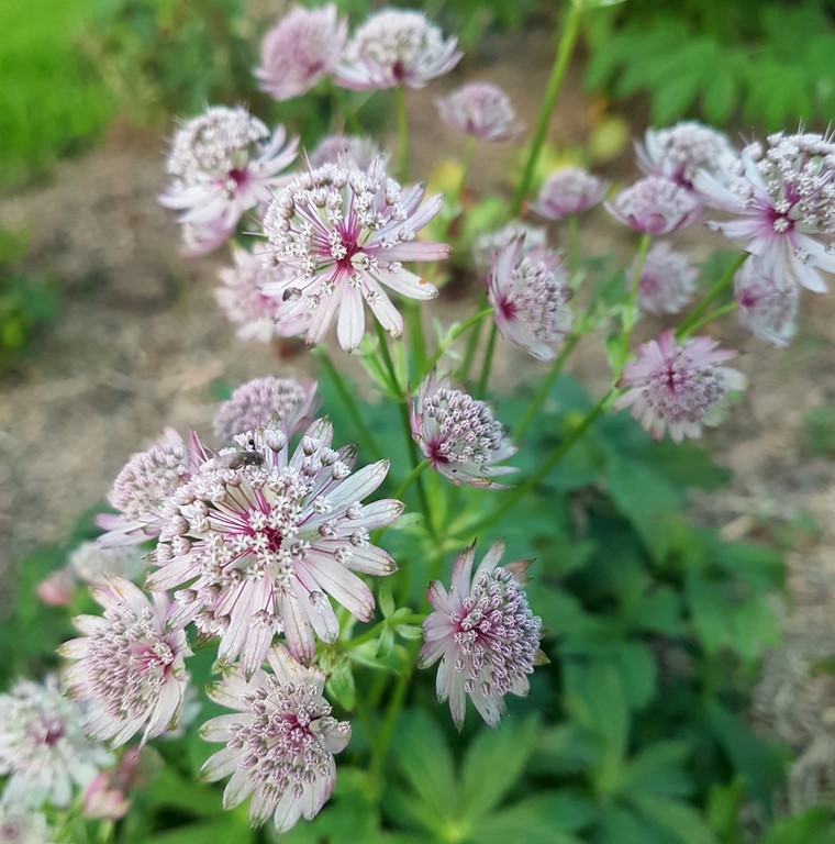 Astrantia Rosemarie