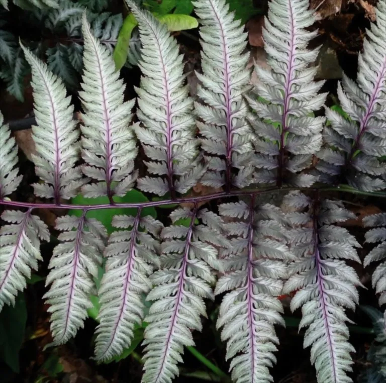 Athyrium