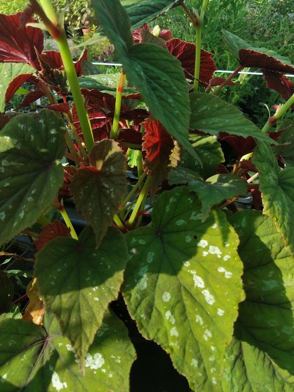 Begonia grandis nianjiang silver