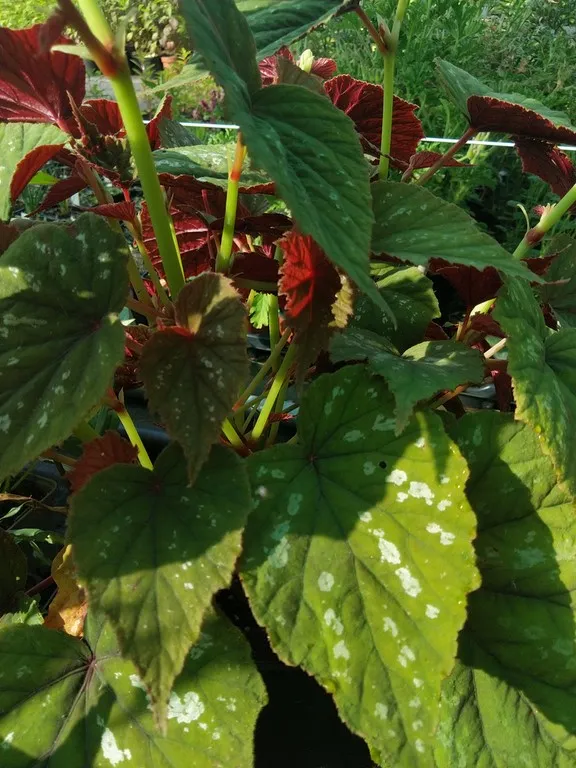 Begonia grandis nianjiang silver
