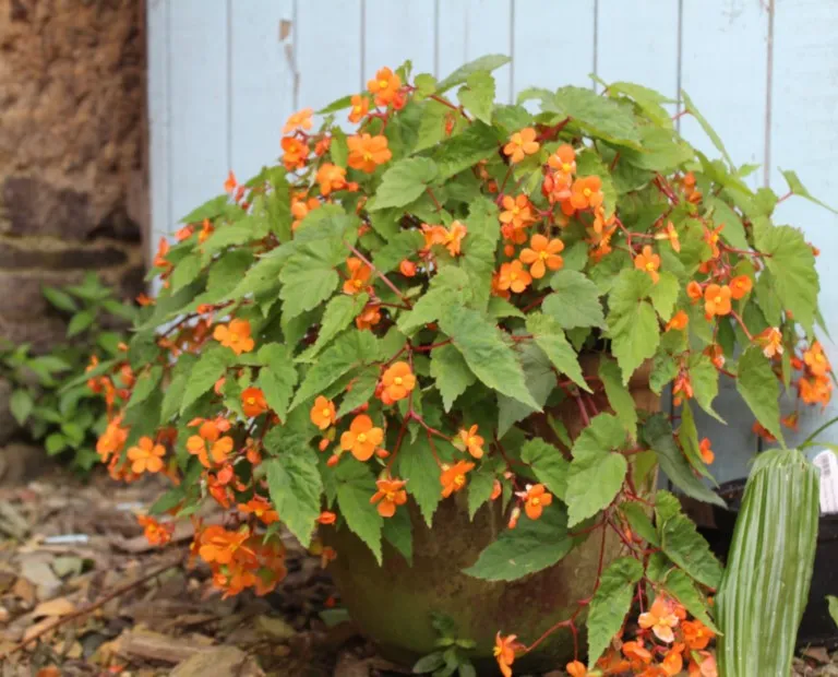 Begonia sutherlandii