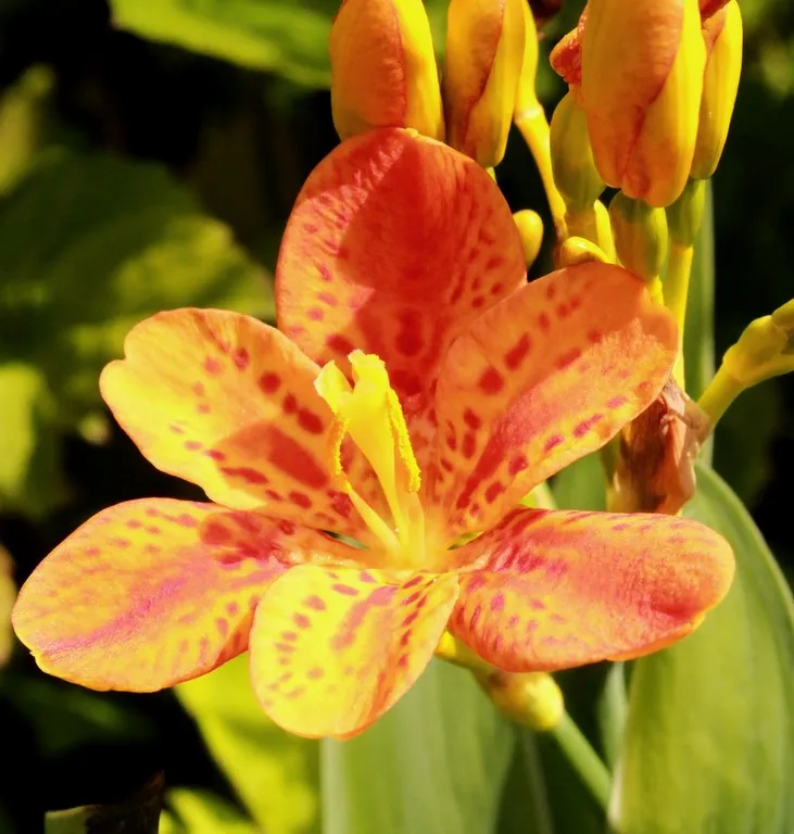 Belamcanda flabellata 'Hello orange'