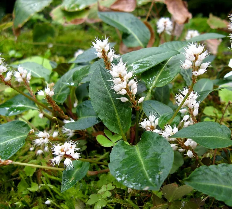 Bistorta tenuicaulis