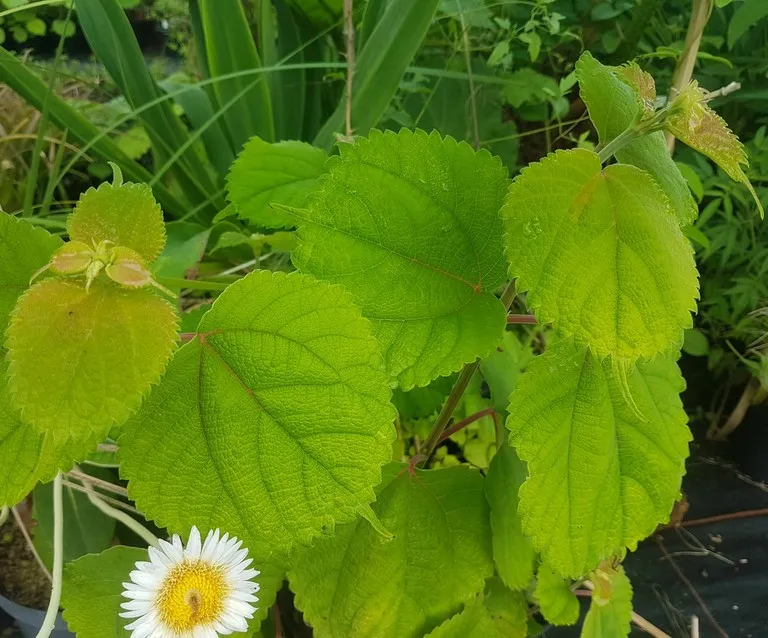 Boehmeria platyphylla