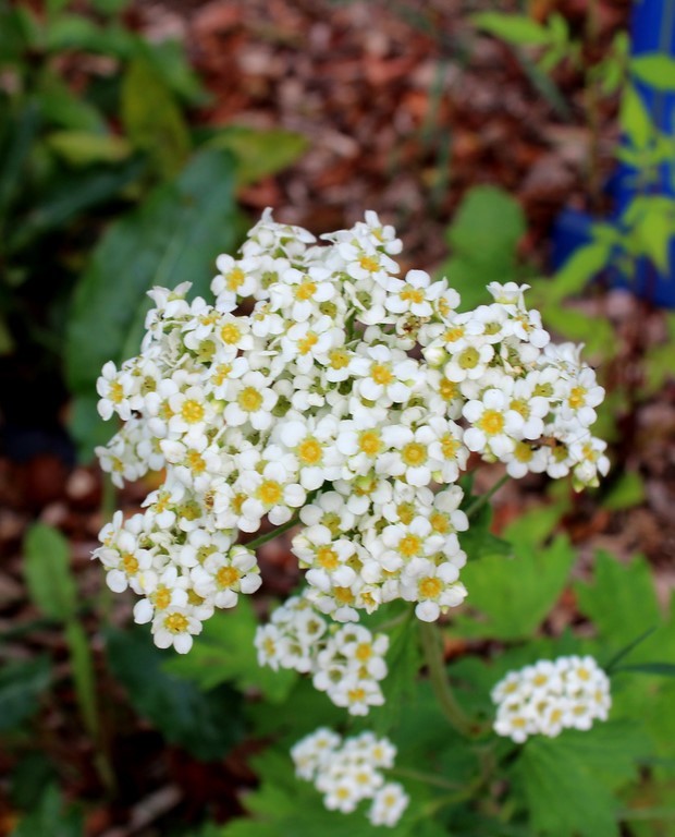 Boykinia aconitifolia