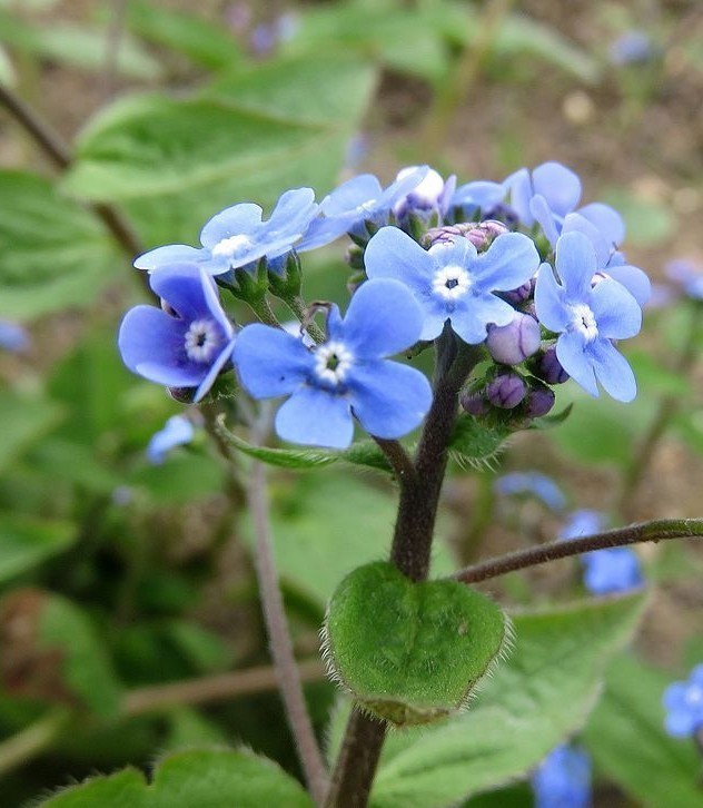 brunnera