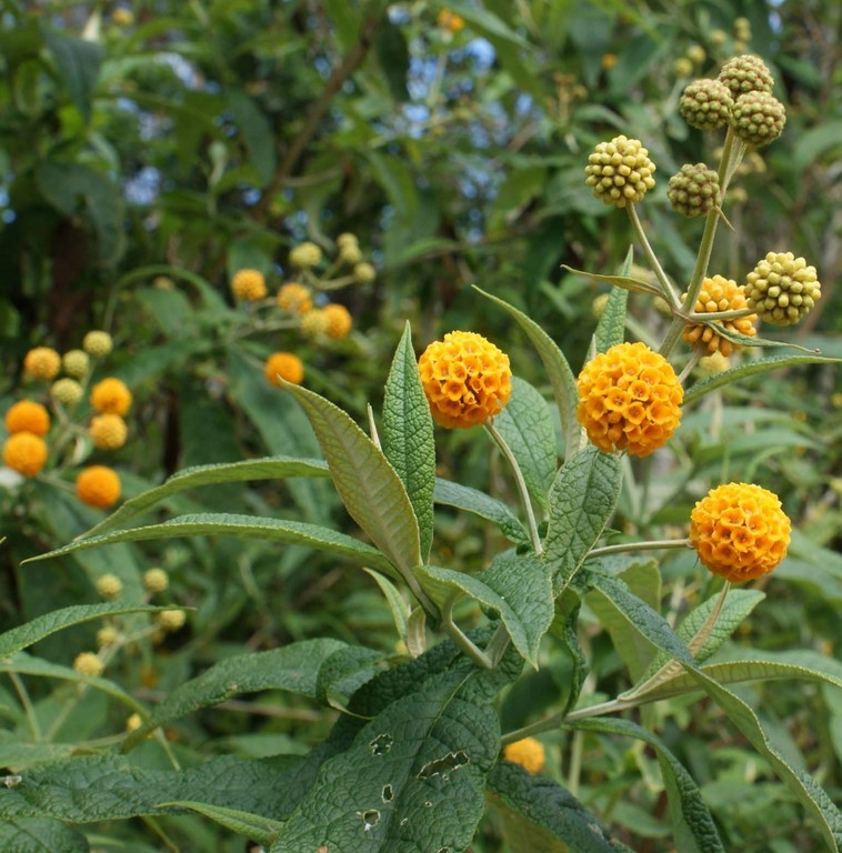 BUDDLEJA GLOBOSA