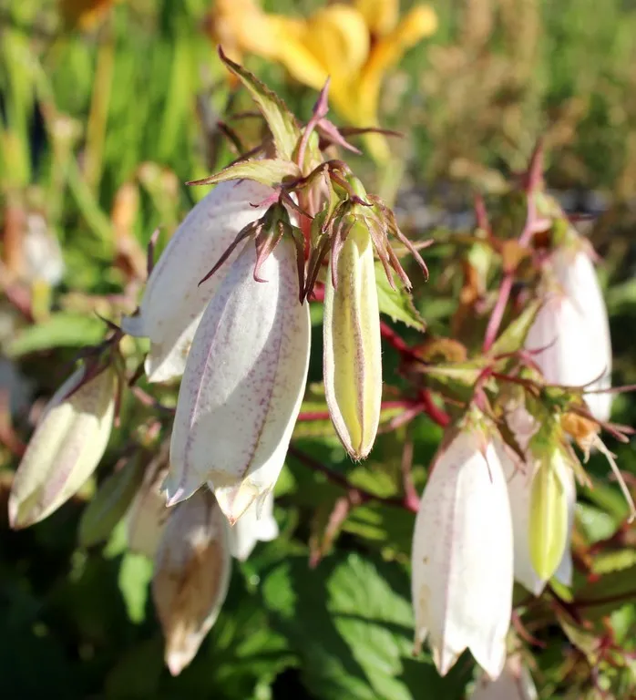 Campanula takesimana 'alba'