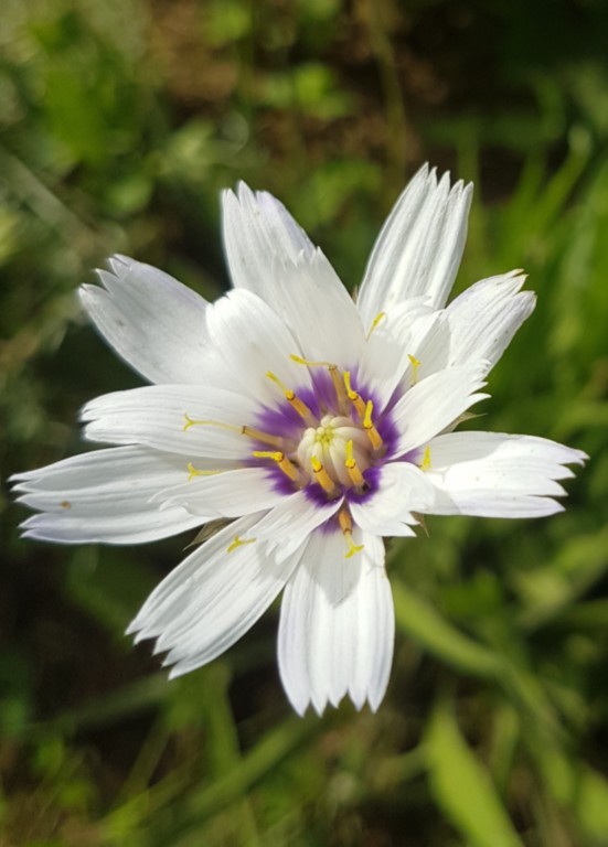 Catananche caerulea 'Alba'