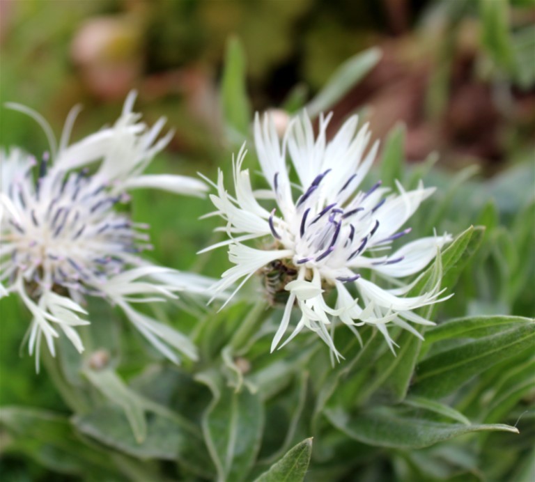 Centaurea cheiranthifolia