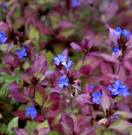 ceratostigma plumbaginoides