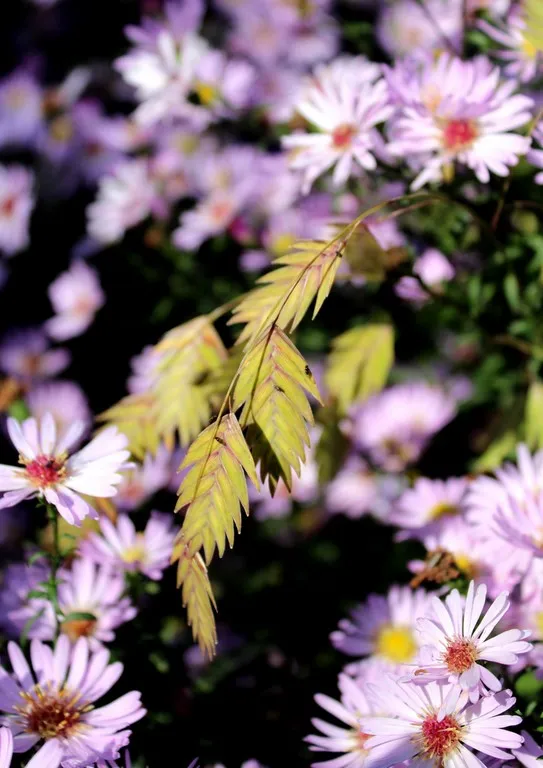 chasmanthium latifolium