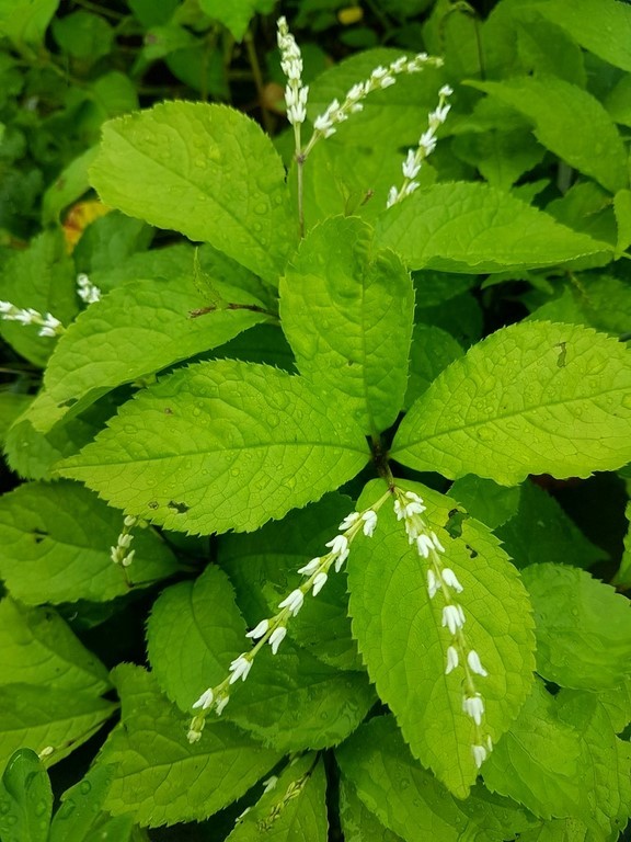 Chloranthus oldhamii