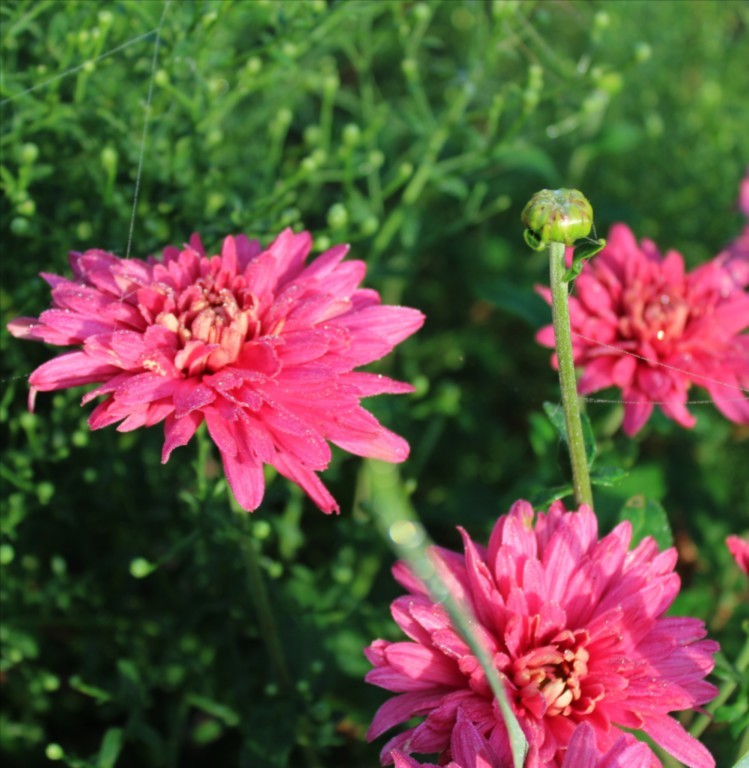 Chrysanthemum 'Duchess of Edinburgh'