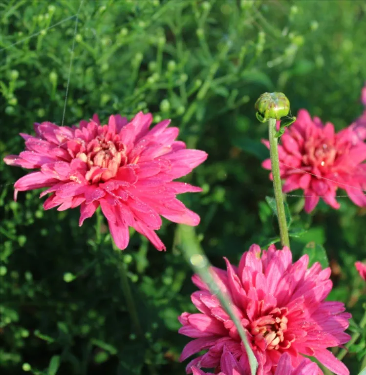 Chrysanthemum 'Duchess of Edinburgh'