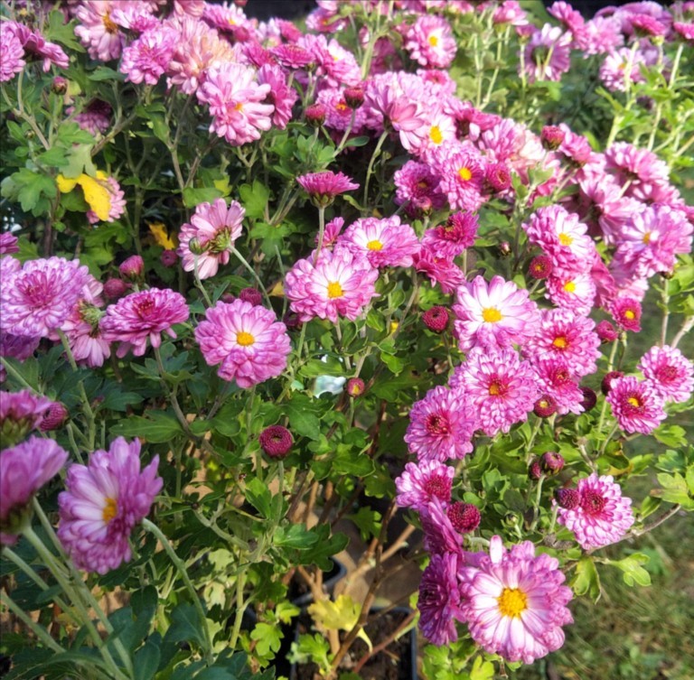 Chrysanthemum 'Rosensilber'