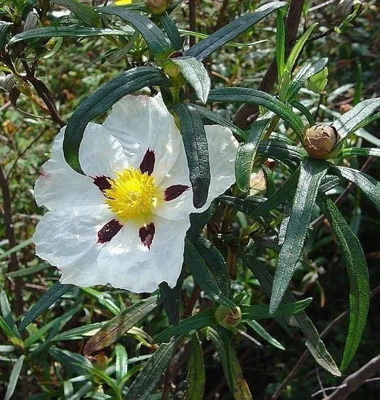 cistus ladanifer
