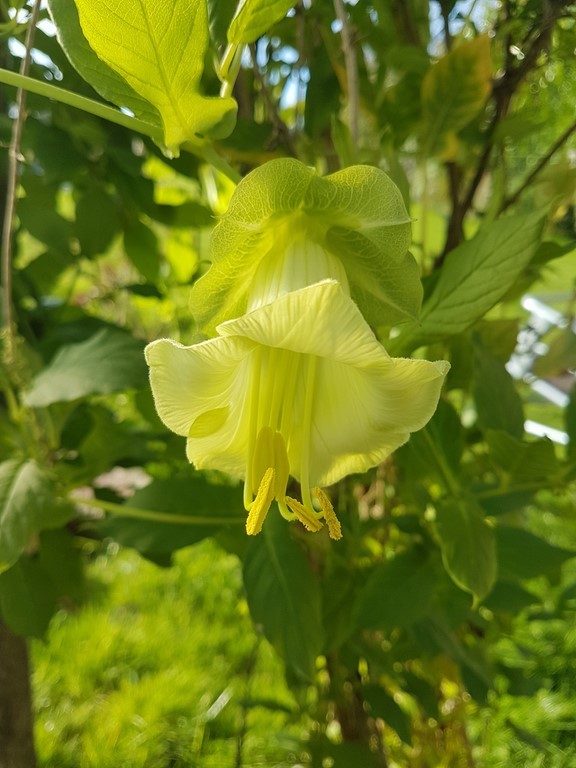Cobaea scandens alba