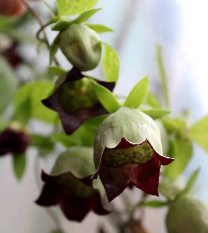 Codonopsis lanceolata