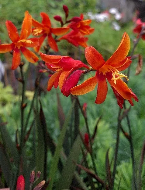 Crocosmia 'Bressingham dark Fires'
