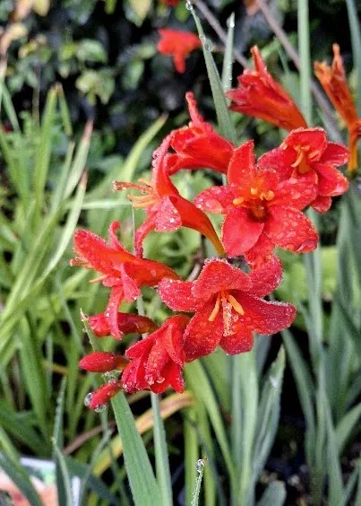 crocosmia dragonfire