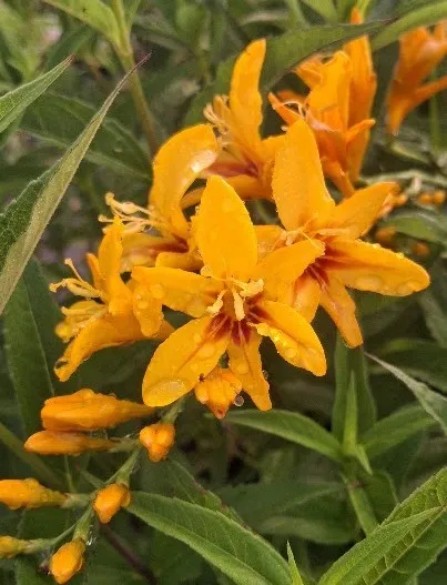 Crocosmia 'Firestar Hotspot improved'