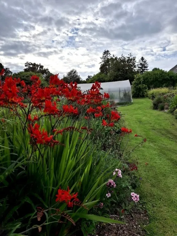 Crocosmia Lucifer