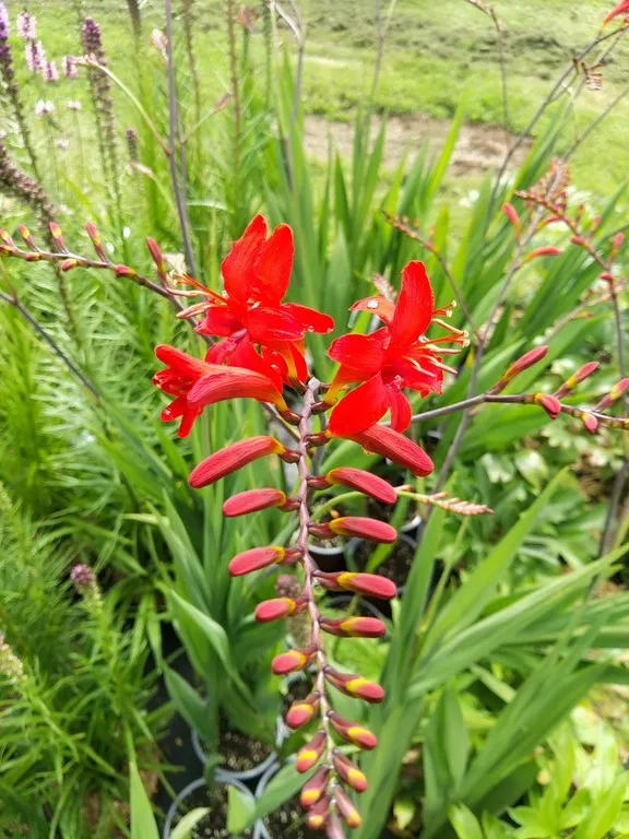 crocosmia lucifer