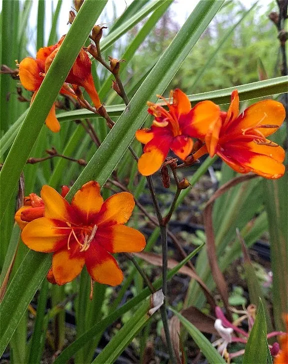 Crocosmia 'Walbertons Bright Eyes'