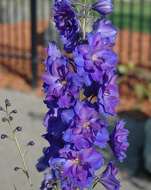 delphinium