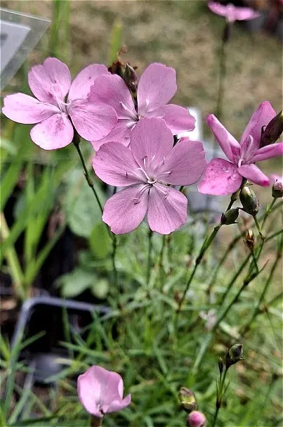 dianthus pungens