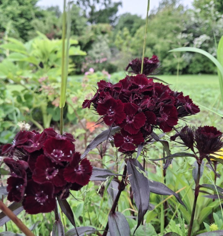 dianthus barbatus sooty