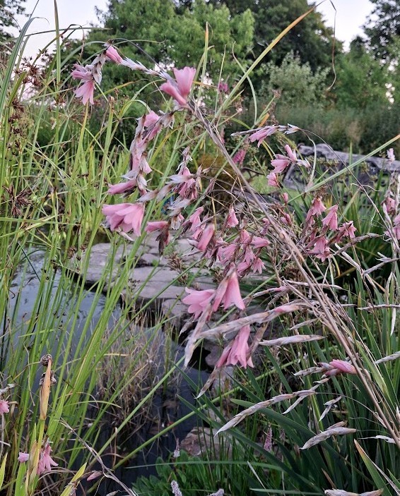 dierama dracomontanum