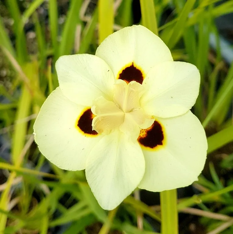 Dietes bicolor