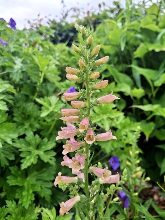 Digitalis 'Glory of Roundway'