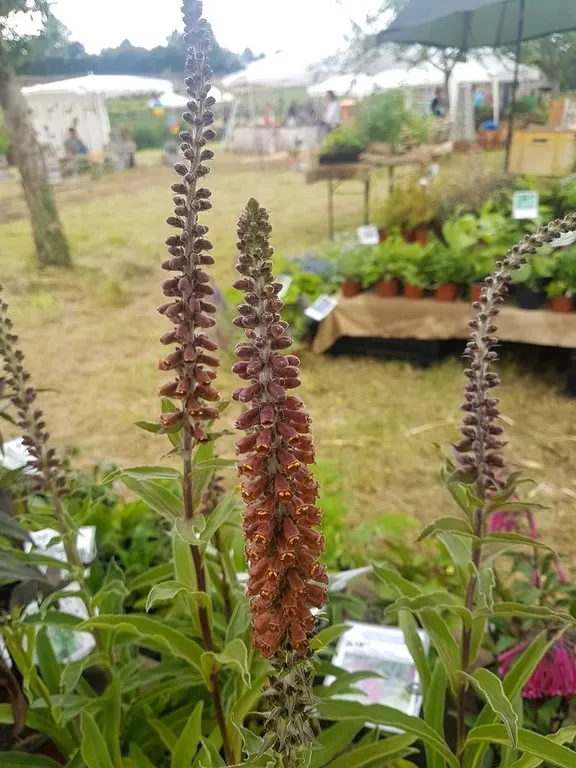 digitalis parviflora