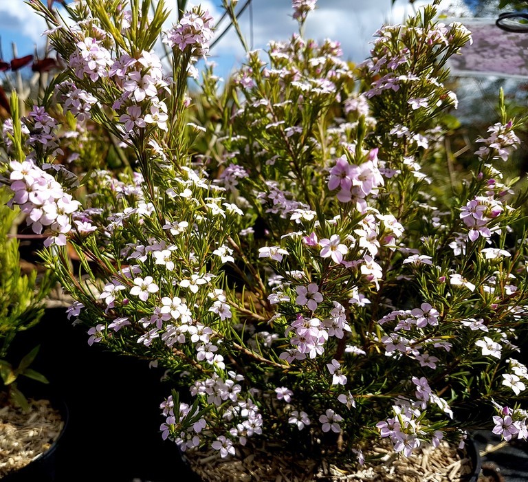 Diosma Pink fountain