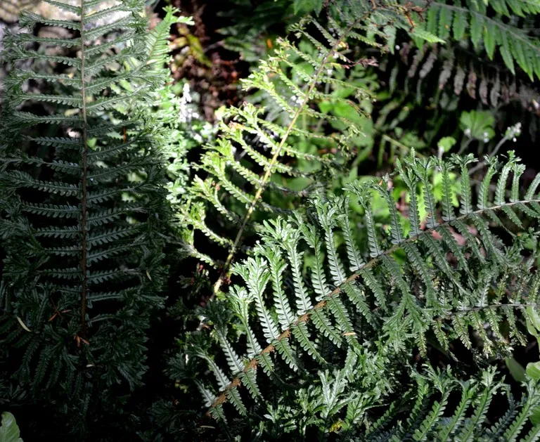 Dryopteris affinis 'Cristata the King'