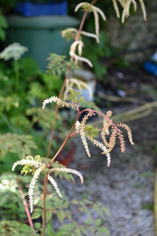 aruncus horatio