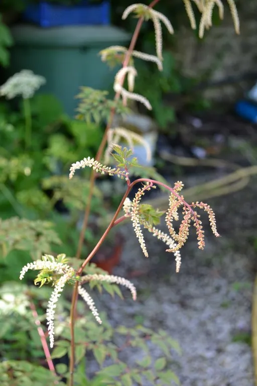 aruncus horatio