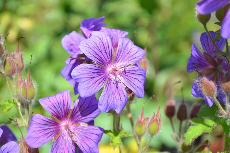 geranium philippe vapelle