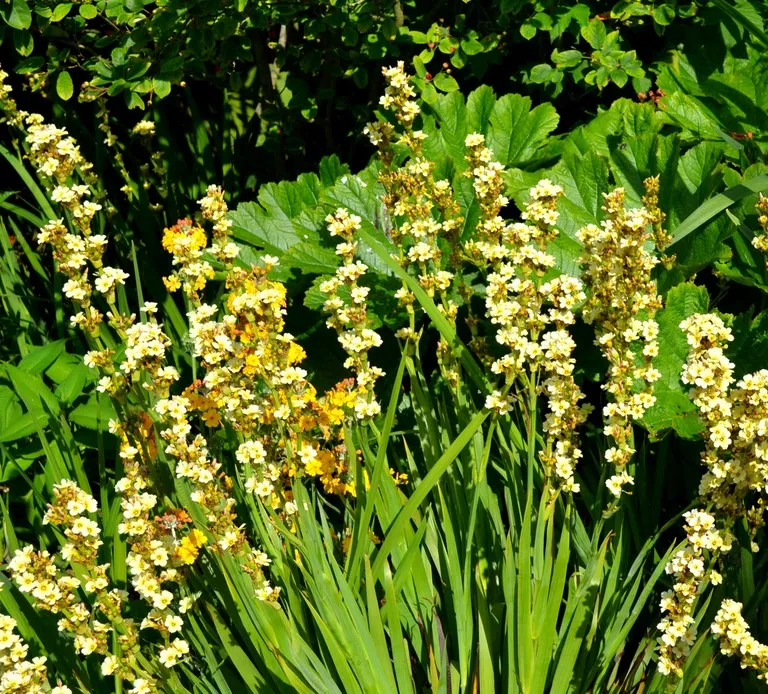 sisyrinchium striatum