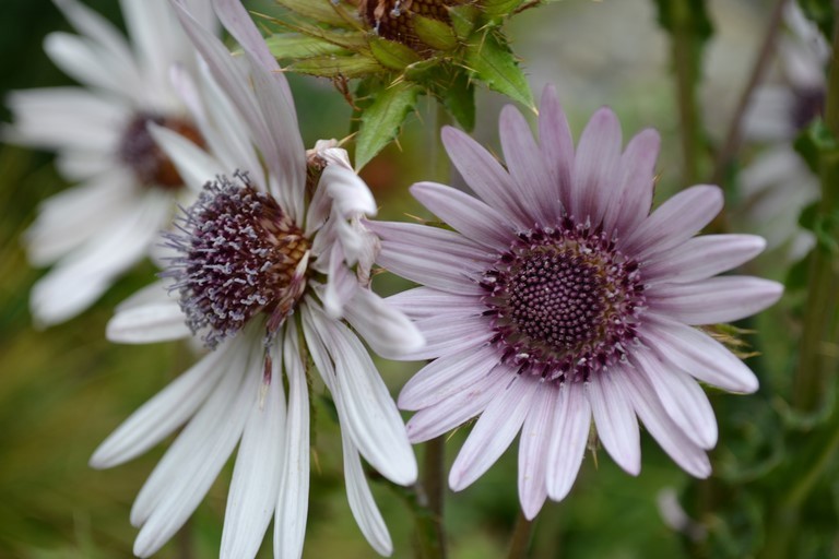 Berkheya purpurea
