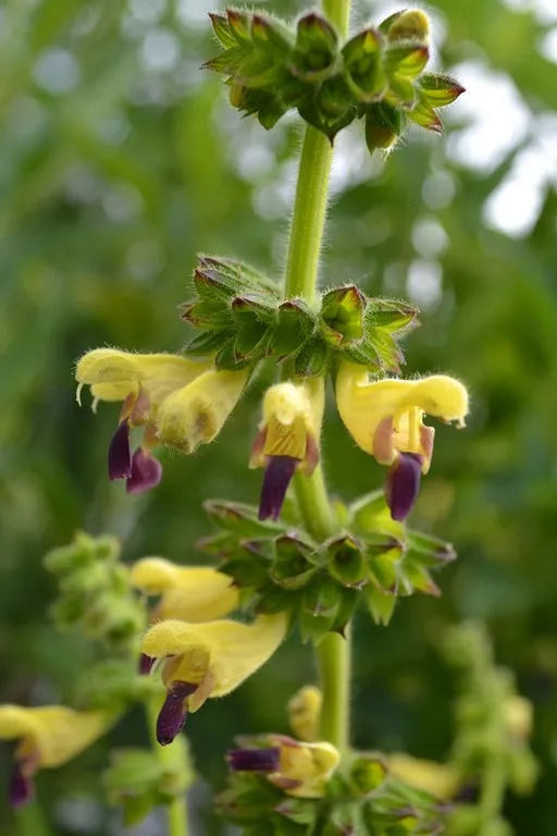 salvia flava var megalantha